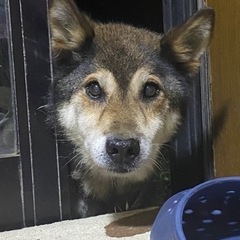 迷子犬 探しています！！