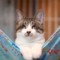 目は見えないけど普通に暮らせます。子猫の海老蔵くん