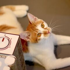 甘えん坊で元気いっぱいな子猫、團十郎くん