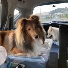 【見つかりました】迷子 犬 探しています シェルティ