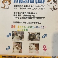 保護猫　譲渡会