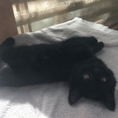 黒にうすく縞模様ある男の子です。一旦募集停止 - 猫