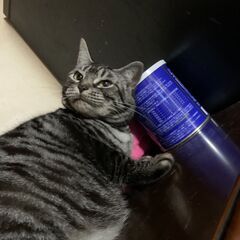 【ご年配の方からのお問い合わせ大歓迎】💛アメショMixグレー★メ...
