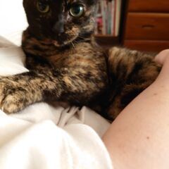 優しいサビちゃん