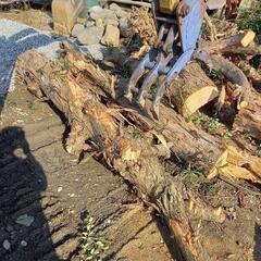 無料です　薪ストーブ　暖炉　幹、枝の画像