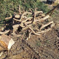 無料です　薪ストーブ　暖炉　幹、枝の画像