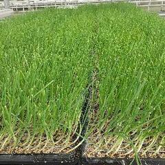 赤玉ねぎ苗販売中 ⭐️１4日まで販売中の画像