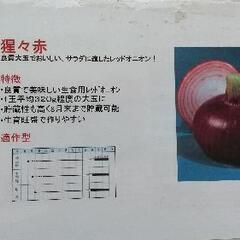赤玉ねぎ苗販売中 ⭐️１4日まで販売中の画像