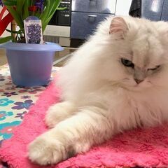 ペルシャ猫の里親を！　あまり時間がありません - 船橋市