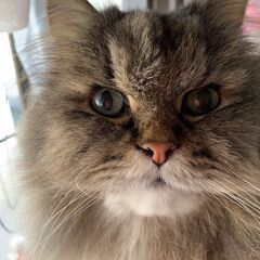 ペルシャ猫の里親を！　あまり時間がありません - 猫