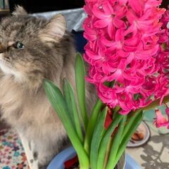 ペルシャ猫の里親を！　あまり時間がありません − 千葉県