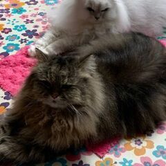 ペルシャ猫の里親を！　あまり時間がありません - 里親募集