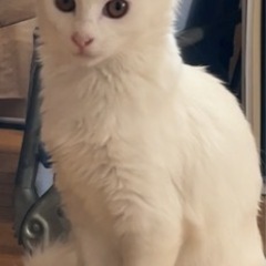 【里親さん決まりました】美人な真っ白ちゃんの里親さん募集
