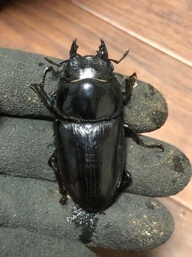 能勢SR  オオクワガタ ♂2 ♀1