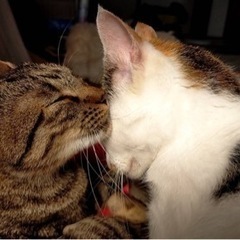 姉妹の猫募集中