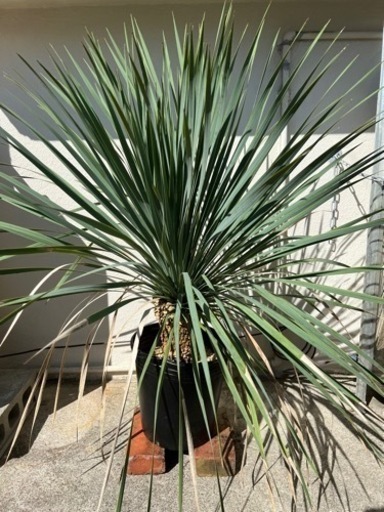 ユッカ　ロストラータ