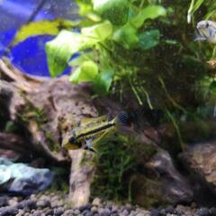 アピスト幼魚の画像