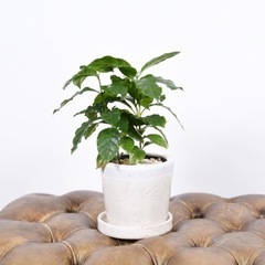 コーヒーの木　観葉植物