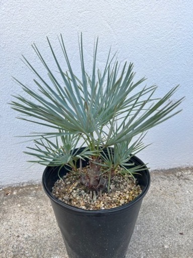 チャメロップス・フミリス セリフェラ (Chamaerops humilis var cerifera)