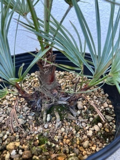 チャメロップス・フミリス セリフェラ (Chamaerops humilis var cerifera)