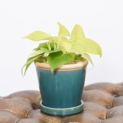観葉植物　オキシカルジウム　ブルー