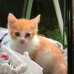 急募‼️仔猫4匹と三毛母猫🐾 - 猫