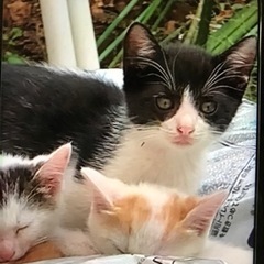 急募‼️仔猫4匹と三毛母猫🐾 − 千葉県