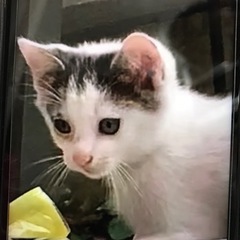 急募‼️仔猫4匹と三毛母猫🐾 - 松戸市