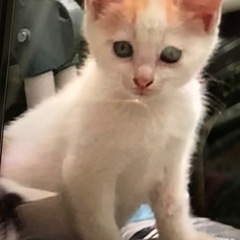 急募‼️仔猫4匹と三毛母猫🐾