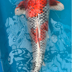 新潟県産錦鯉 60cm 4才（プラチナ×紅白）＝孔雀