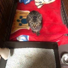 保護猫 