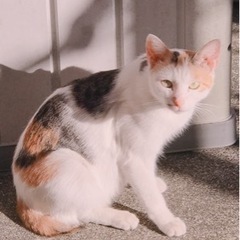 急募‼️仔猫4匹と三毛母猫🐾 - 里親募集