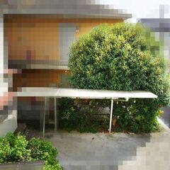 東京　樹齢約50年　キンモクセイ　大木　樹木　大木　金木犀　引き取りのみの画像