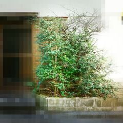 東京　柘植の木　ツゲ　つげ　樹木　樹齢６０～７０年　引き取りのみ
