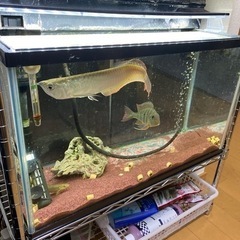 アロワナ、レッドゲオファーガス、プレコ