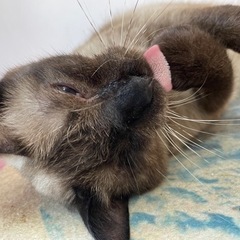 スリゴロ　シャム猫兄妹 − 神奈川県