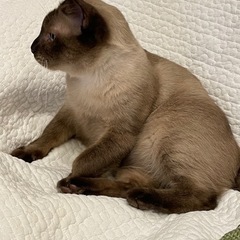 スリゴロ　シャム猫兄妹 - 猫