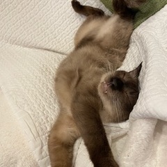 スリゴロ　シャム猫兄妹 - 三浦郡