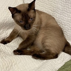 スリゴロ　シャム猫兄妹