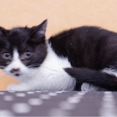 子猫 白黒 ハチワレさん