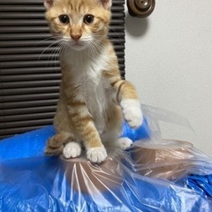 里親募集致します★大切にしてくれる方お願いします。