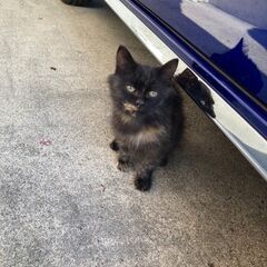 モフモフ子猫