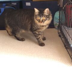 キジトラ　里親募集