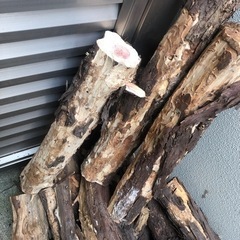 マキストーブ用枝木　　生木　カイズカイブキ　カエデ