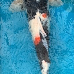 錦鯉 昭和三色B 62cm 4才　