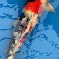 錦鯉　昭和三色A 62cm 4才