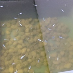 サファイア、夜桜の稚魚