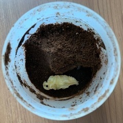 ニジイロクワガタ 蛹 オス ノーマルの画像