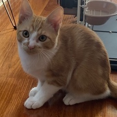 【再投稿】治療を頑張った美猫ちゃんの里親様を募集してます