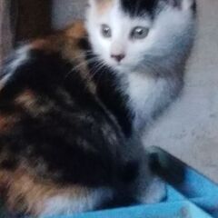 里親探してます。